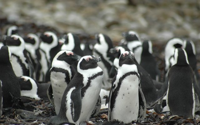 African Penguins